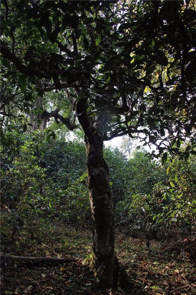 2021年大戶(hù)賽古樹(shù)秋茶特點(diǎn)？