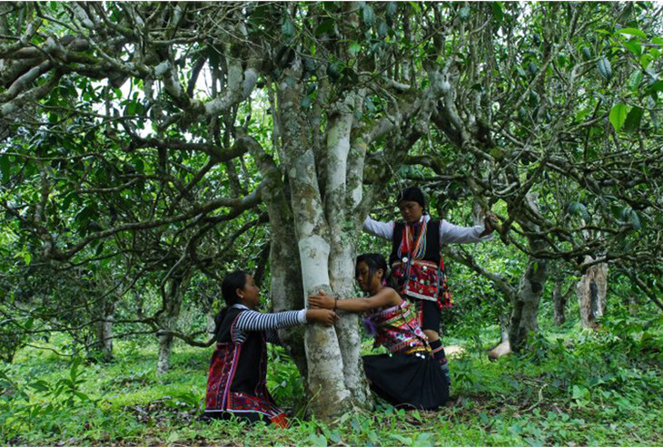 2021年大戶(hù)賽古樹(shù)秋茶品鑒！