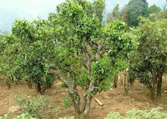 2021年大戶(hù)賽古樹(shù)秋茶口感特點(diǎn)?