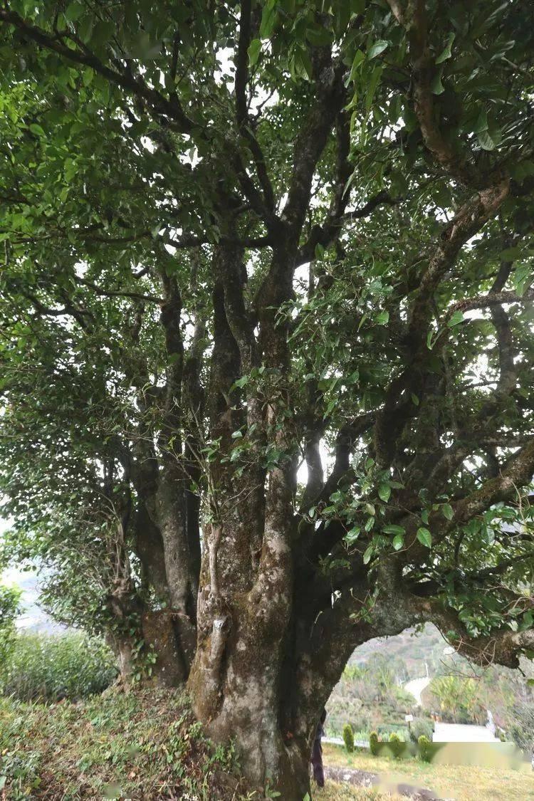 2021臨滄大戶(hù)賽秋茶因何被稱(chēng)為潛力股？