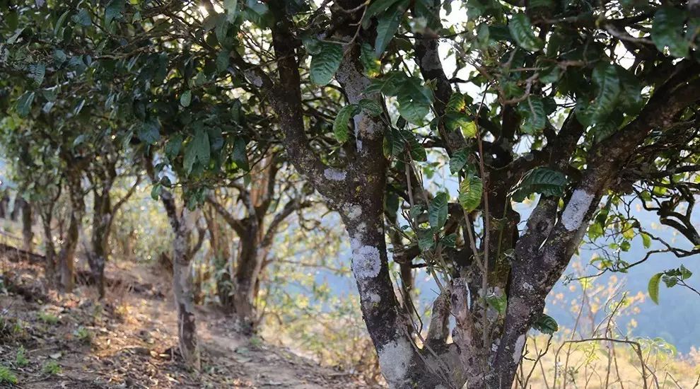 2021年大雪山古樹秋茶口感品鑒？