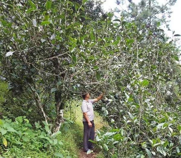 2021壩糯古樹秋茶藤條茶！不是樹種，而是這樣形成的！