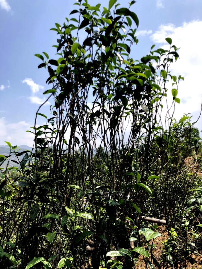 2021年壩糯古樹(shù)秋茶品鑒！