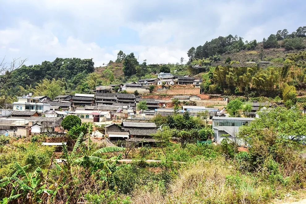 2021年正氣塘古樹秋茶特點(diǎn)是什么？