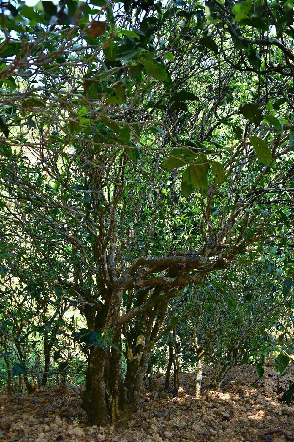 2021年正氣塘古樹秋茶口感是什么？