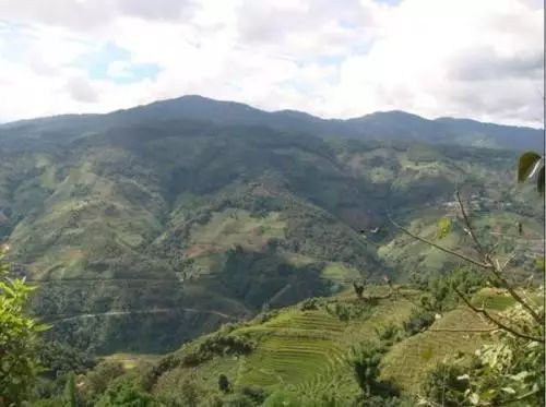 2021年冰島南迫古樹秋茶價格是多少？