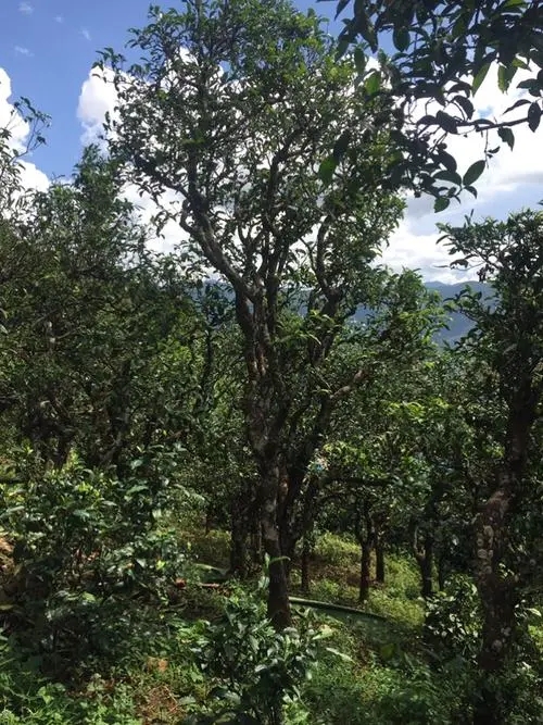 2021年冰島地界古樹秋茶特點？