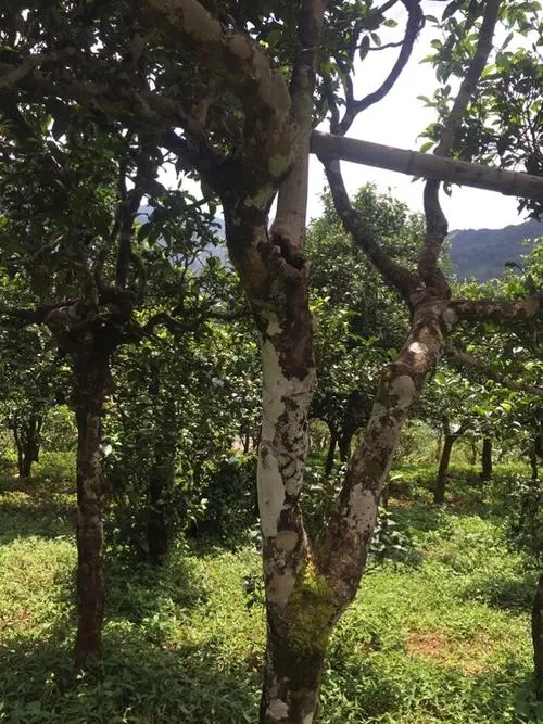 2021年冰島地界古樹秋茶口感？