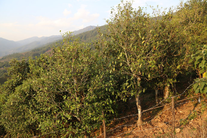 2021冰島壩歪古樹(shù)秋茶口感最接近冰島老寨！