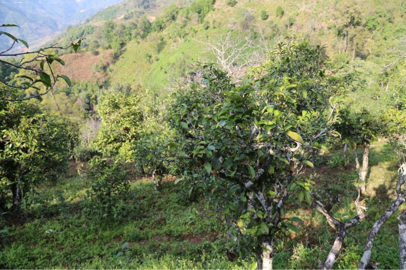 2021年冰島壩歪古樹(shù)秋茶，飲盡蘭花香，舒心又暢懷