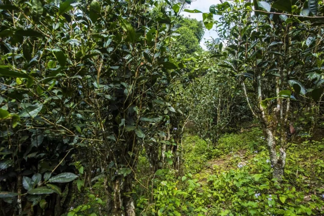 2021年冰島糯伍古樹秋茶口感是什么？