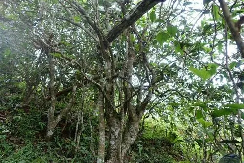 2021年昔歸古樹秋茶特點是什么？