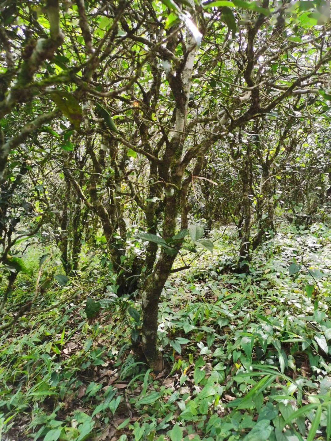 2021年昔歸古樹(shù)秋茶價(jià)格多少錢？