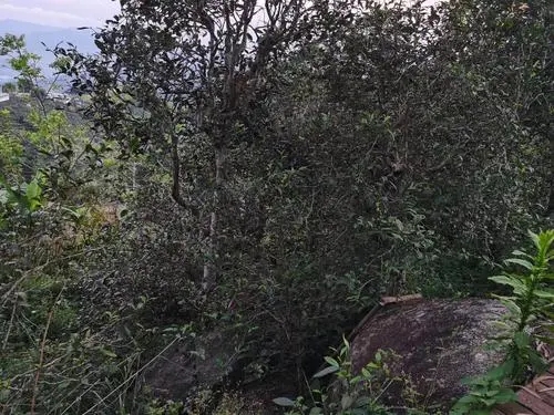 2021年那罕古樹秋茶價格是多少？