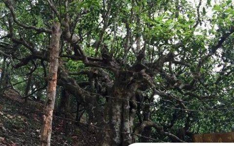 2021年忙肺古樹秋茶臨滄四大名茶之一！