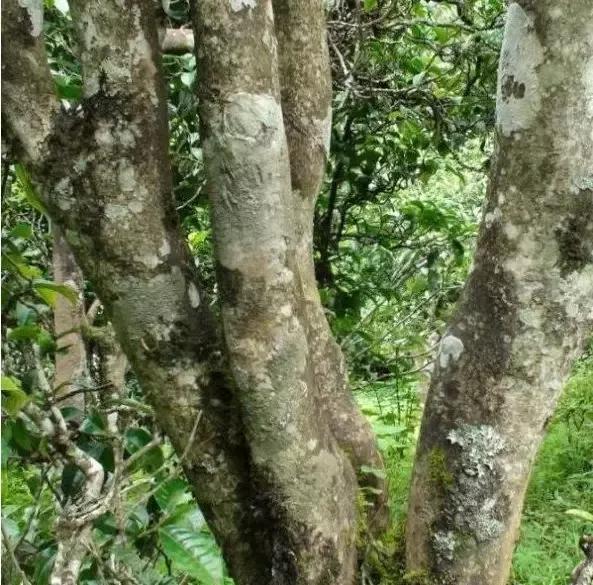 2021年忙肺古樹秋茶多少一公斤？