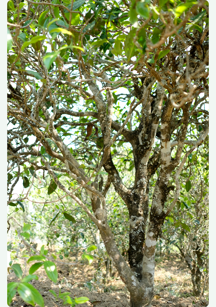 2021梅子箐古樹秋茶甜如冰島、香似昔歸:人間三月,怎么少得了梅子箐?