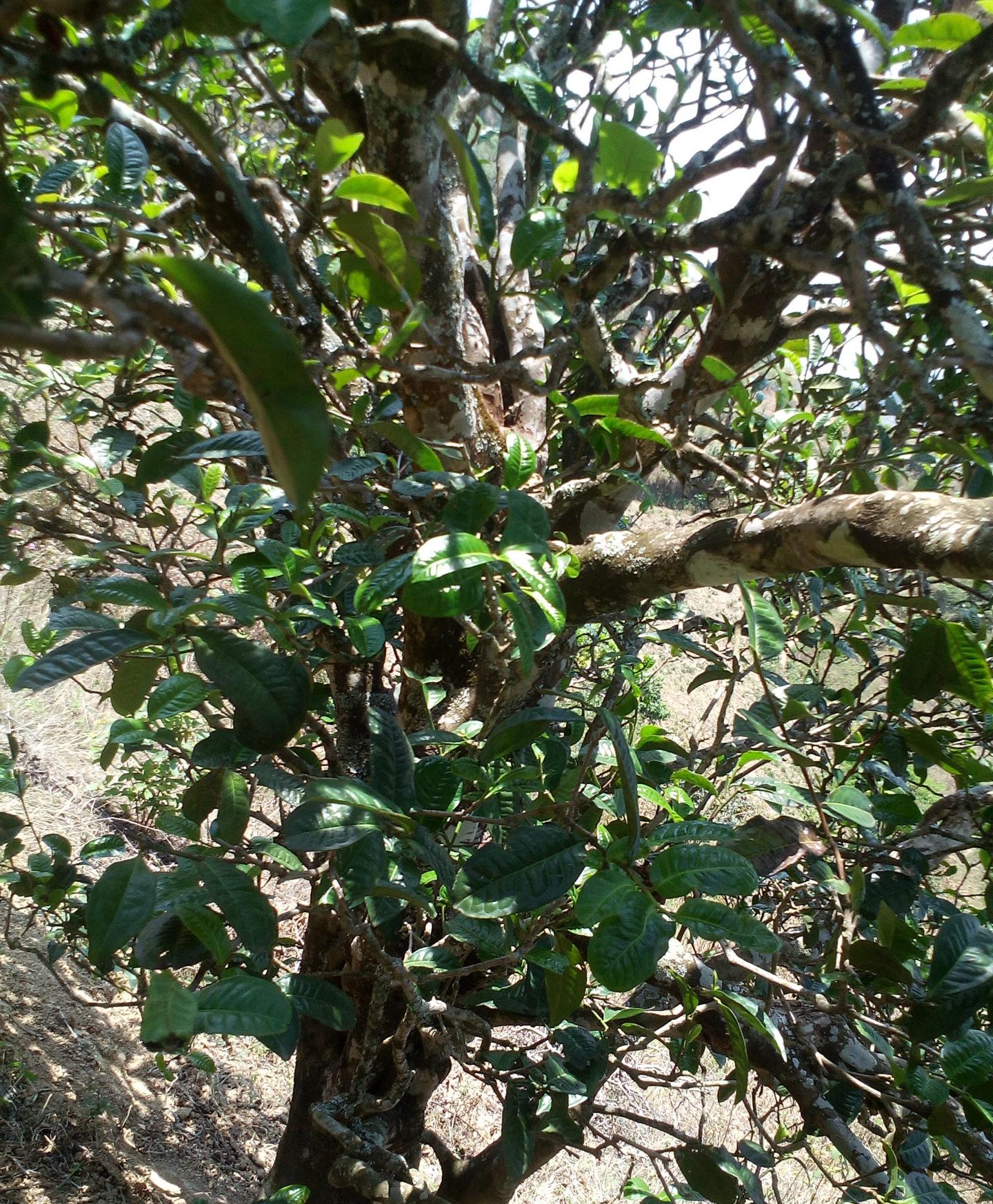 2021年巖子頭古樹秋茶特點？