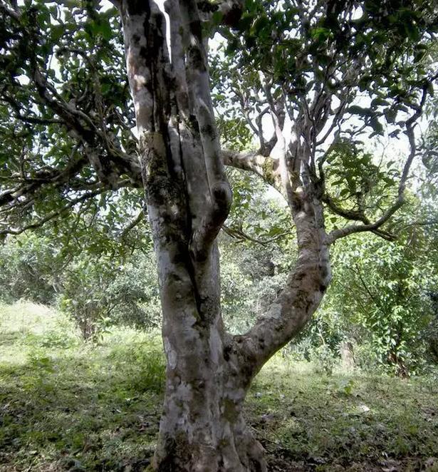 2021年巖子頭古樹(shù)秋茶，亂石出好茶！