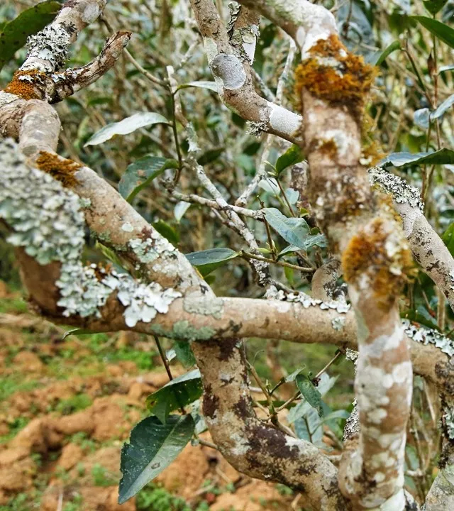 2021年巖子頭古樹秋茶多少錢一公斤？