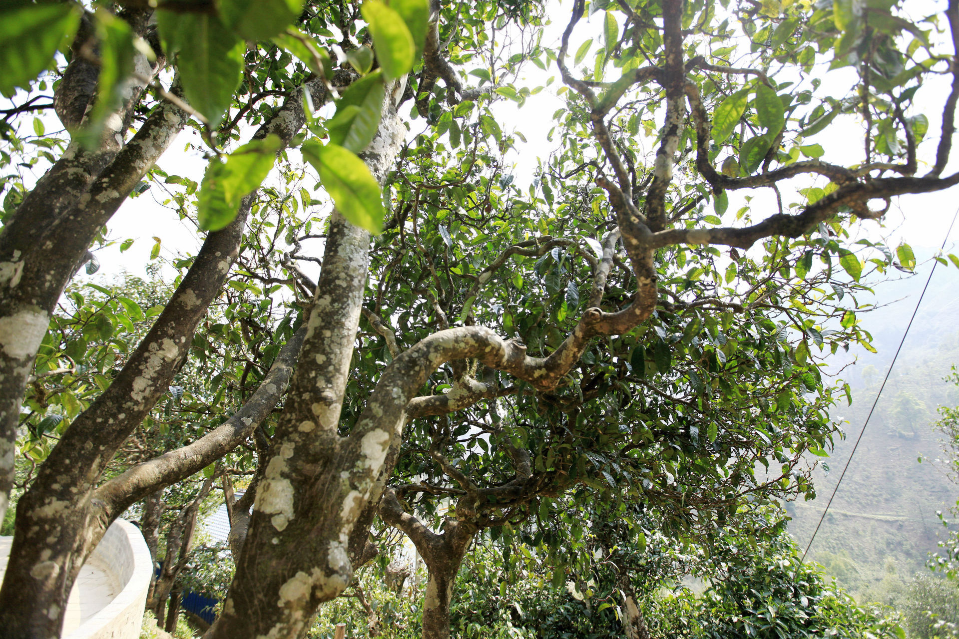 2021年馬鞍山古樹秋茶價值如何？