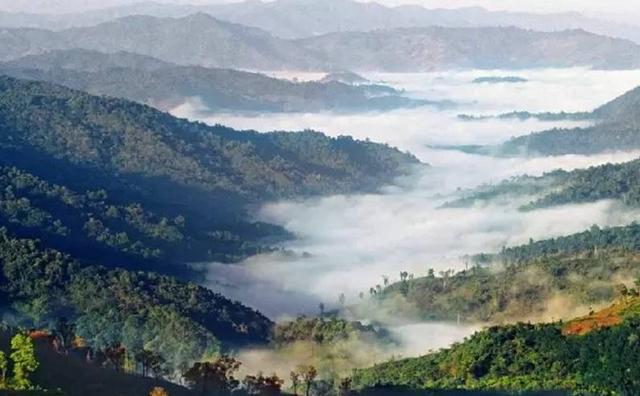 2021白鶯山古樹秋茶特點？