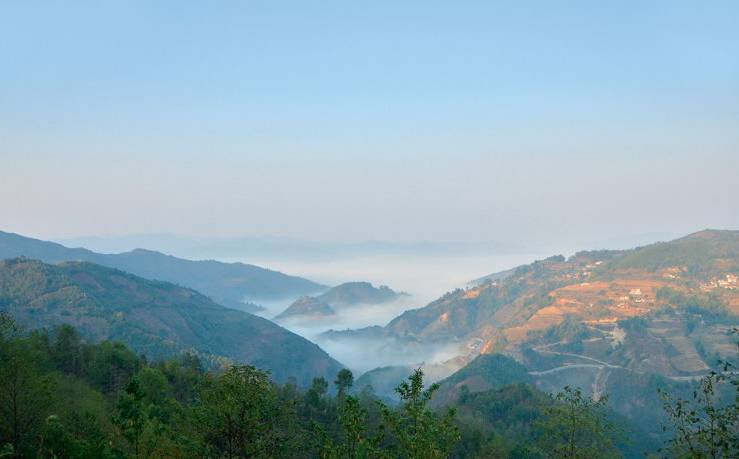 2021年白鶯山古樹秋茶白鶯聚居之地，普洱茶樹的天堂