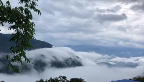 2021年白鶯山古樹秋茶多少錢一公斤？