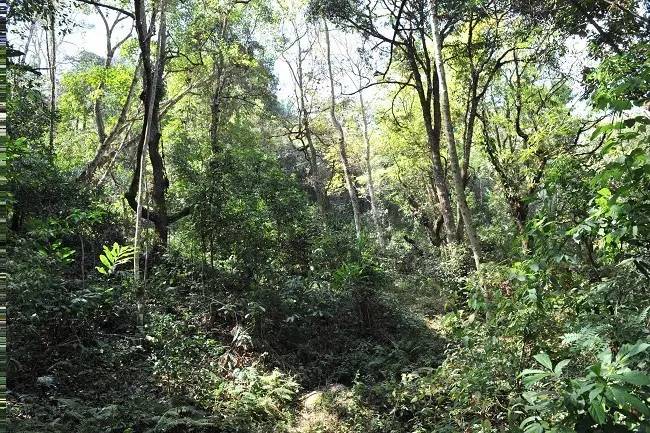 2021年老班章古樹秋茶特點？