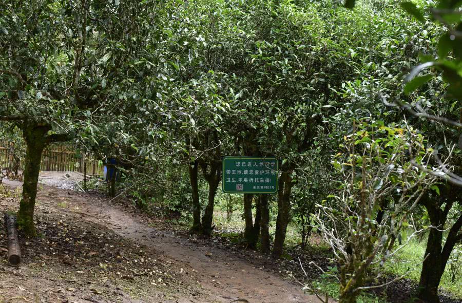 2021年老班章古樹(shù)秋茶價(jià)格？