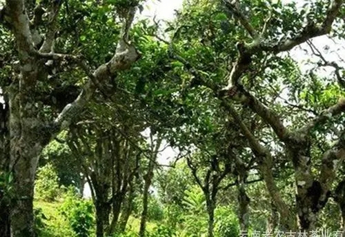 2021年新班章古樹秋茶特點(diǎn)？