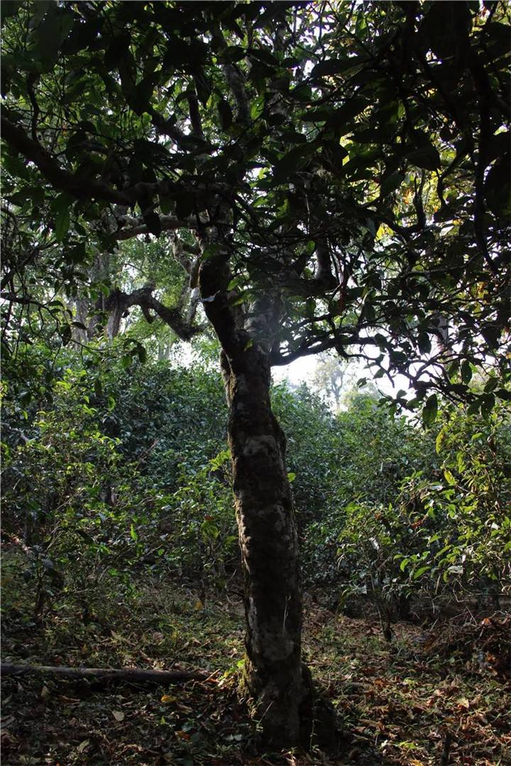 2021年老曼峨古樹秋茶口感是什么？