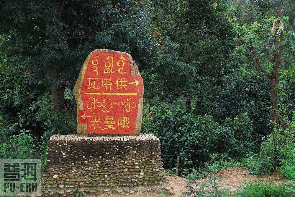 2021年老曼峨古樹秋茶價格多少？