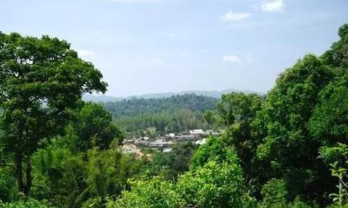 2021年老曼峨古樹秋茶口感最霸氣的山頭！