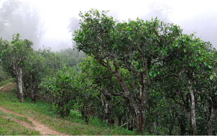 2021年班章茶區(qū)壩卡囡秋茶布朗茶系中的甜茶類！