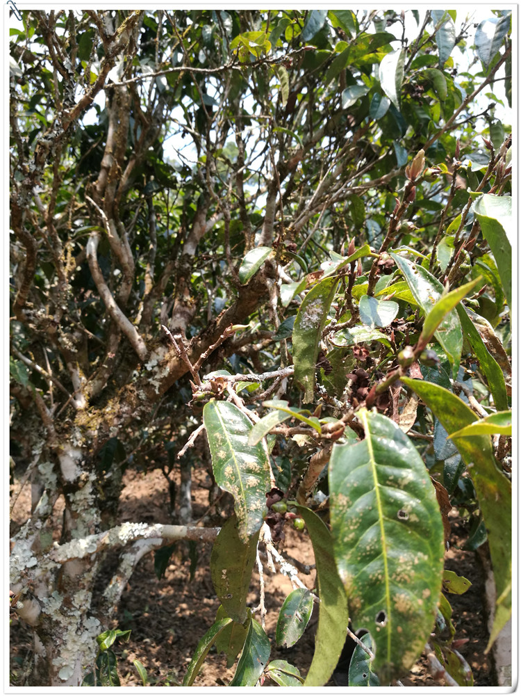 2021年布朗山班盆古樹(shù)秋茶多少錢(qián)一公斤？