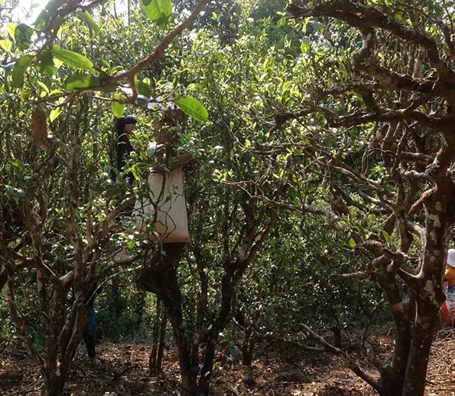 2021年布朗山班盆古樹秋茶品鑒！