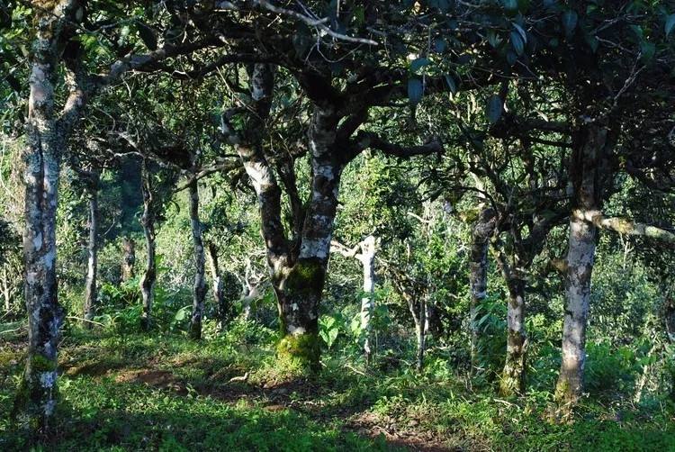 2021年賀開古樹秋茶口感！