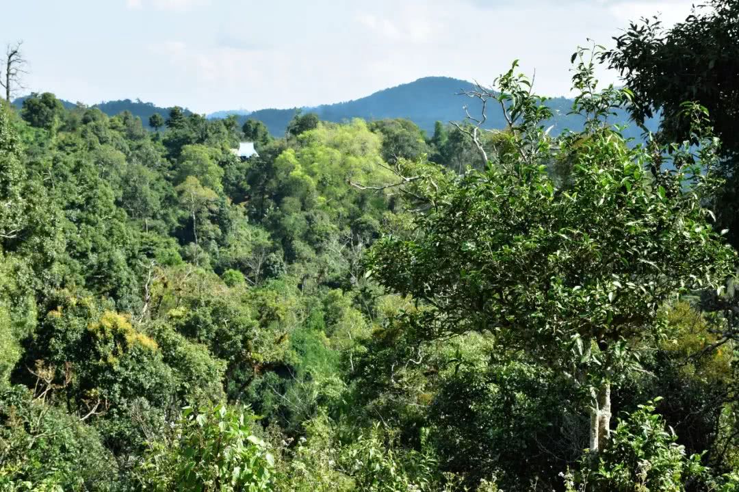 2021年賀開古樹秋茶品鑒實(shí)錄！