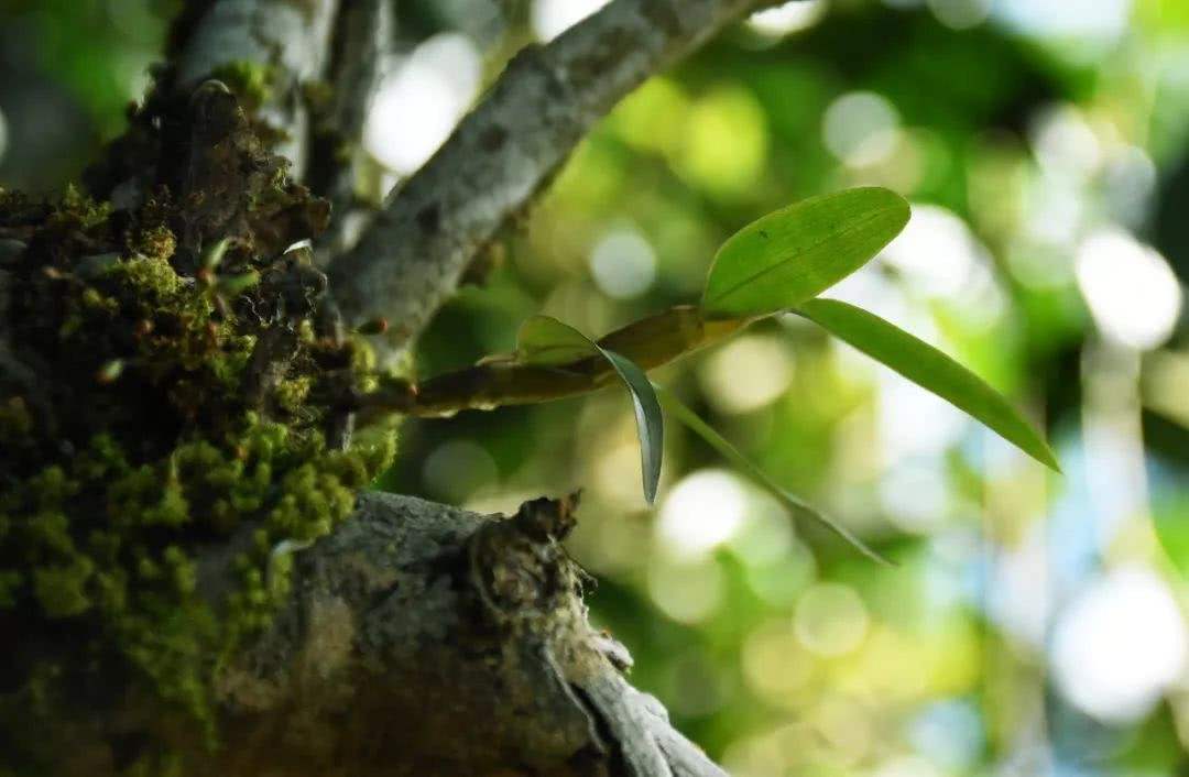 2021年賀開古樹秋茶多少錢一公斤？