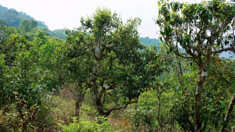 2021賀開(kāi)古樹(shù)秋茶價(jià)格是多少？