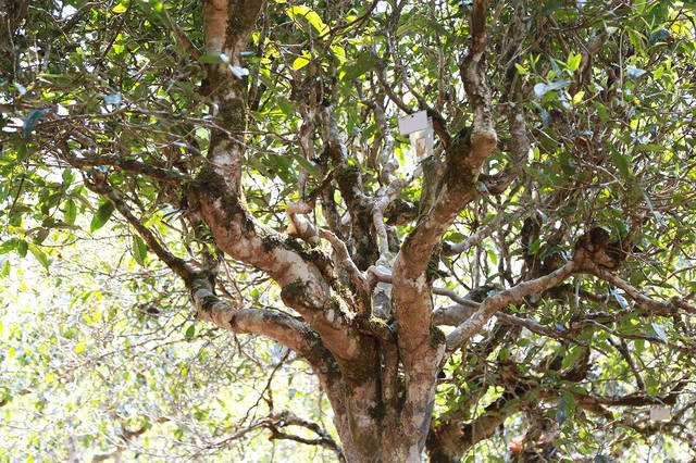 2021年班盆古樹秋茶口感？