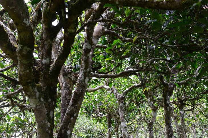 2021年老班章“鄰居”，班盆古樹秋茶茶來了！