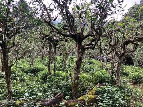 2021年班盆古樹秋茶多少錢一公斤？