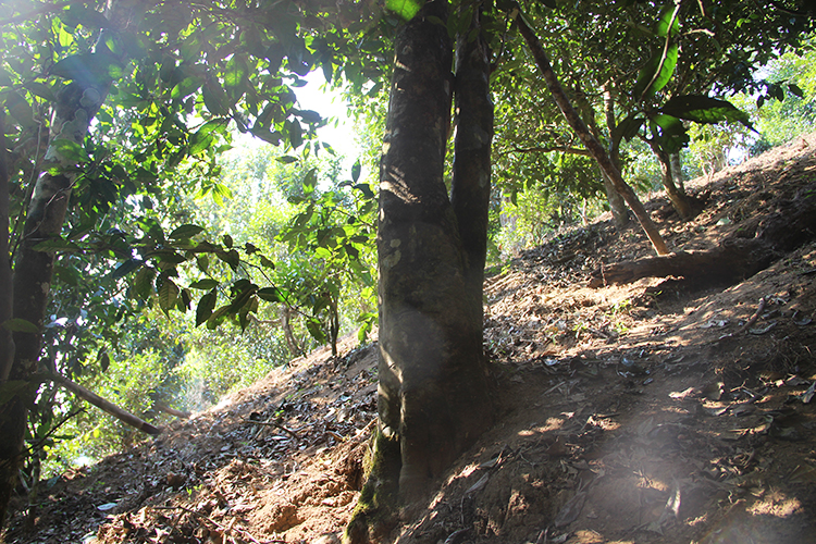 2021年廣別老寨古樹(shù)秋茶為何被稱為妖茶？