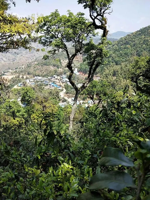 2021年勐宋那卡古樹秋茶價格？