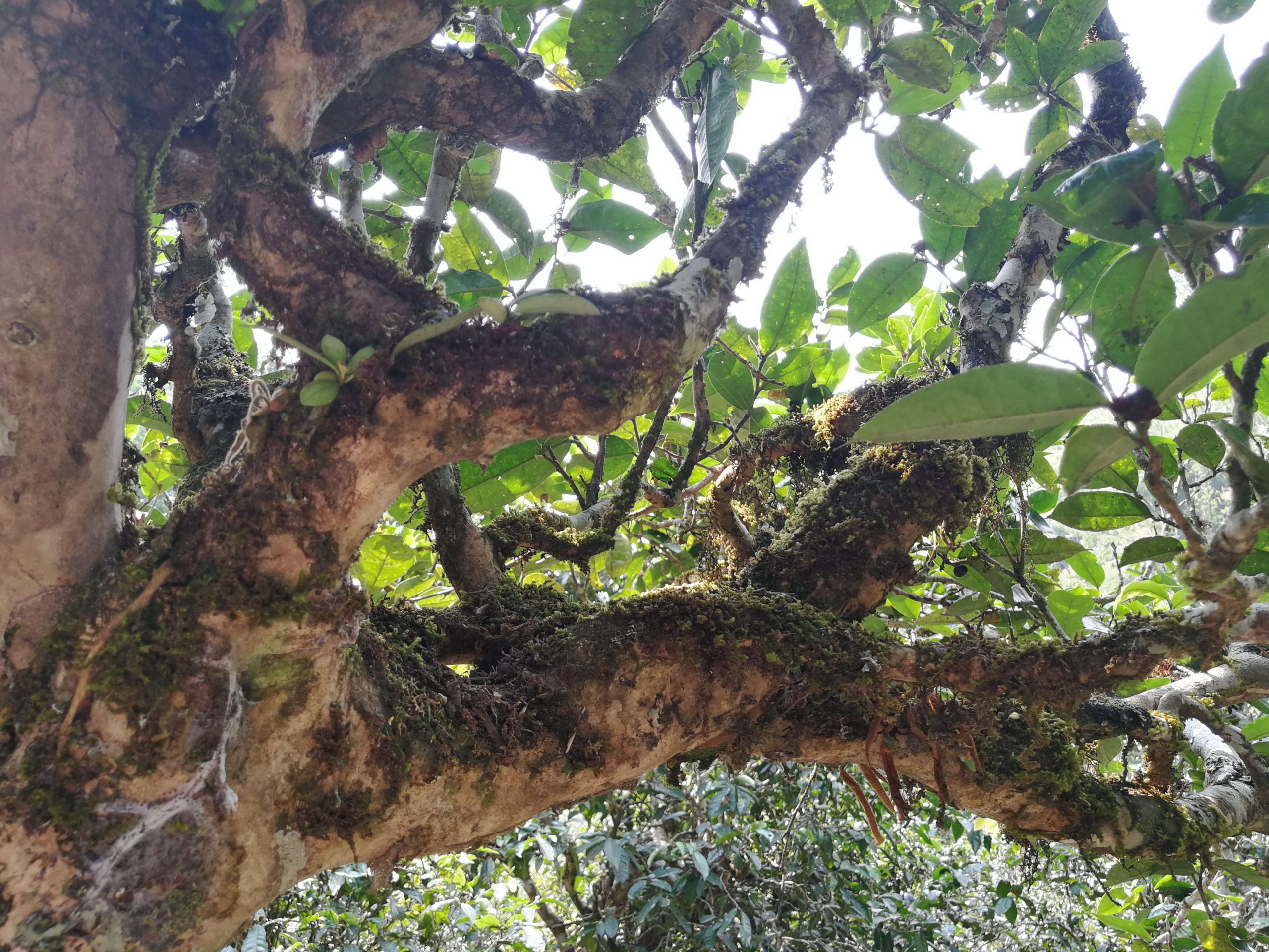 2021年勐宋那卡古樹秋茶多少錢一公斤？