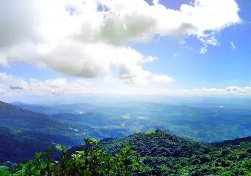 2021年滑竹梁子古樹秋茶特點(diǎn)？