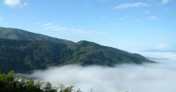 2021年滑竹梁子古樹品鑒實錄？