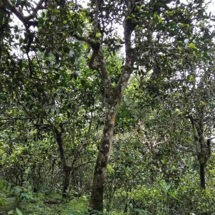 2021年巴達(dá)山章朗古樹秋茶口感？